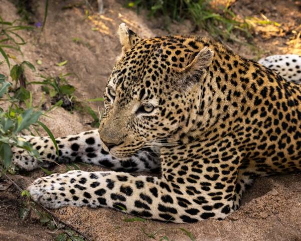Ulusaba Private Game Reserve logo